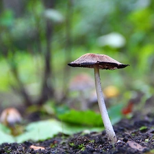 Hat, mushroom, handle