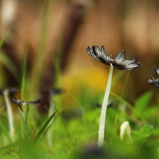 Mushrooms, leg, Hat, grass