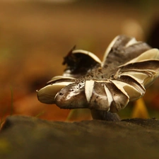 Mushrooms, Hat