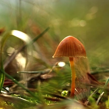 Hat, mushroom, small