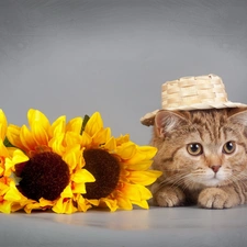 Nice sunflowers, kitten, Hat