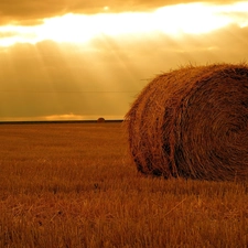 hay, Field, bunch