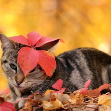 cat, an, Head, leaf