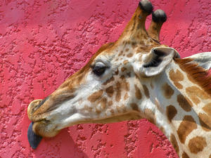 giraffe, Tounge, wall, Head