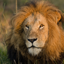 Lion, lion, grass, Head