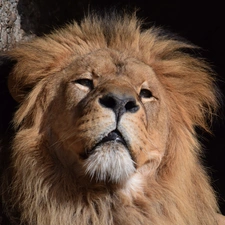 Head, thoughtful, Lion