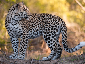 Head, Leopards, Reverse