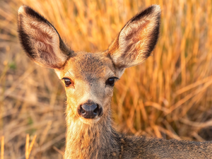 roe, standing, ears, Head