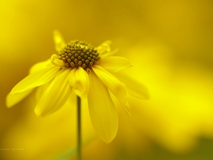 Colourfull Flowers, Green-headed Coneflower, Yellow