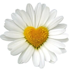 Heart, daisy, Yellow