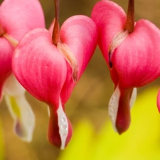 hearts, Flowers, Pink