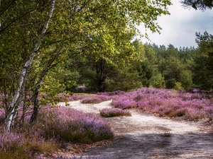 viewes, Way, Flowers, heath, birch, trees