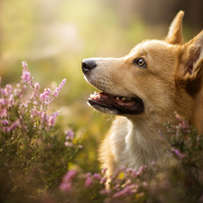 dog, muzzle, heather, Welsh corgi pembroke