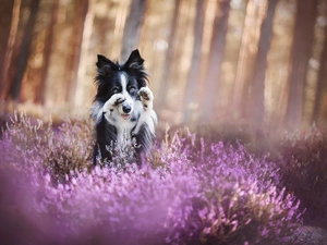 dog, Heather, feet, Border Collie