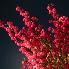 flower, heather