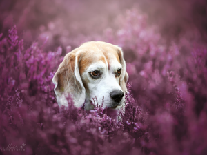 heathers, dog, Beagle