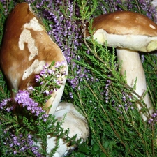 boletus, heathers