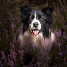 dog, muzzle, heathers, Border Collie