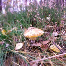 forest, toadstool, heathers, Mushrooms