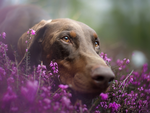 Doberman, heathers, muzzle, Brown, dog