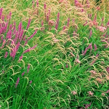 heathers, Meadow, purple