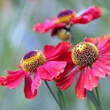 blurry background, Flowers, Helenium