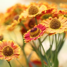 Flowers, Helenium Hybridum, Yellow-orange