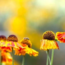 Orange, Helenium