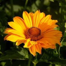 Helianthus