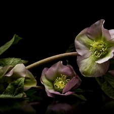 black background, Flowers, Helleborus