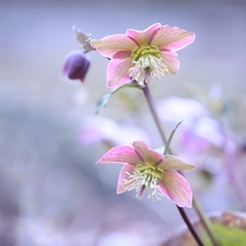 Pink, inclined, Flowers, Helleborus