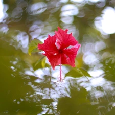 water, Colourfull Flowers, hibiscus, reflection