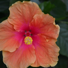 hibiskus