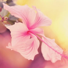 Beatyfull, Colourfull Flowers, hibiskus, exotic