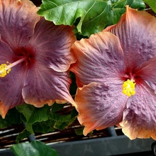 Flowers, hibiskus