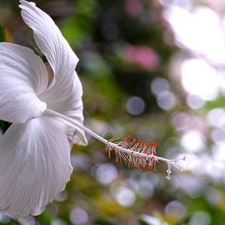 White, hibiskus