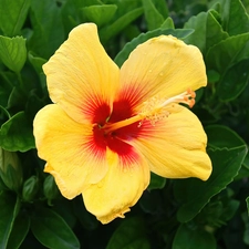 Yellow, hibiskus