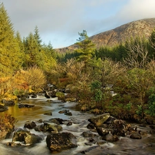 River, Spruces, Hill, Stones