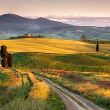 The Hills, field, viewes, Way, trees, Tuscany, Italy, Houses