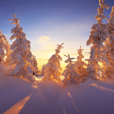 Spruces, Sunrise, The Hills, Snowy, winter