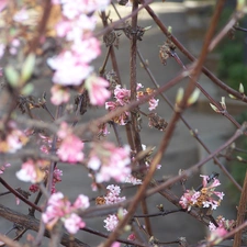 Flowers, Hoja