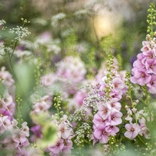 Flowers, Hollyhocks, blurry background, Pink