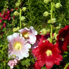 flourishing, Hollyhocks