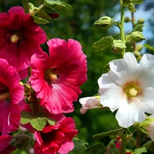 flourishing, Red, Hollyhocks, White