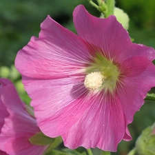 Hollyhocks, Pink, Flowers