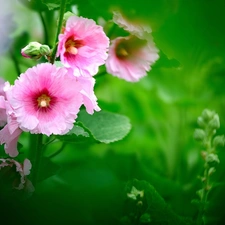 Flowers, Hollyhocks