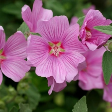 Hollyhocks, Flowers, Pink