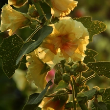 Yellow, Hollyhocks