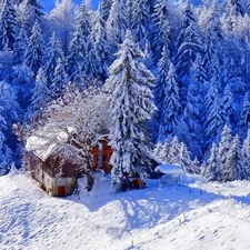 winter, small, Home, forest