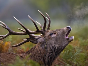 horns, roaring, deer